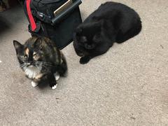 KitKat and Tortie.jpg